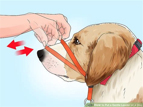 how to put a gentle leader on a dog