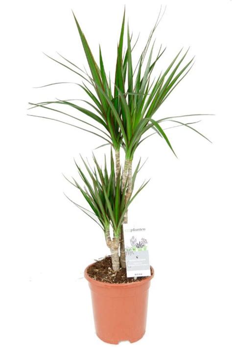 Dracaena Marginata Drakenbloedboom Cm Kopen Planten Nl