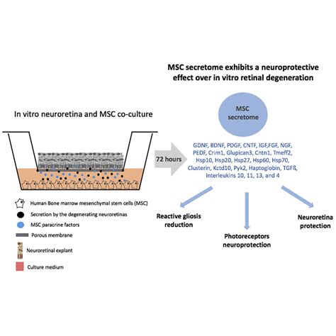 Human Mesenchymal Stem Cell Secretome Exhibits A Neuroprotective Effect