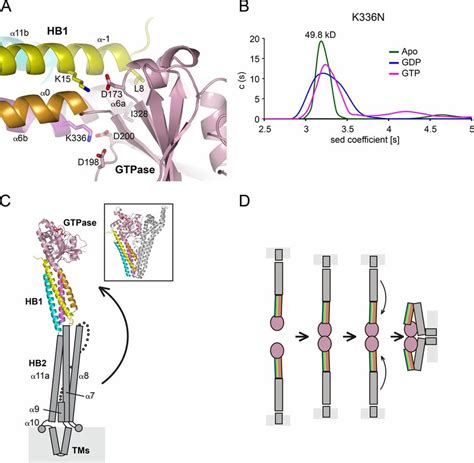 Association Between Gtpase And Hbs Of Mfn A The Interface Between