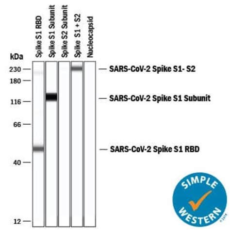 Sars Cov Spike Rbd Mouse Anti Sars Cov Clone R D Systems