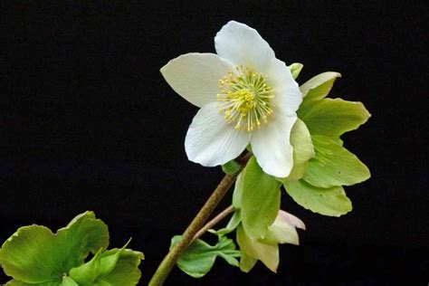 Black hellebore, Growing and Care for Helleborus niger