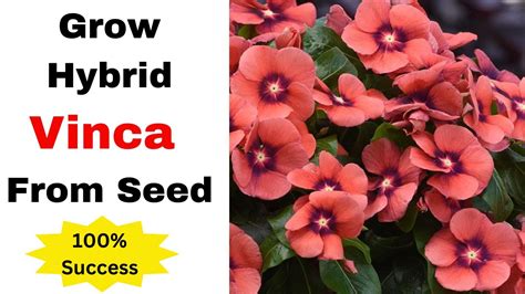 How To Grow Hybrid VINCA Flower From Seed With 100 Success P1 YouTube