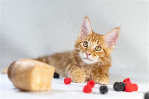 chaton maine coon rouge. race de chat mignonne, la plus grande et la