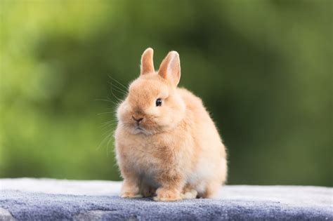 Dwarf Rabbit Knowledge Quiz | Clever Rabbits