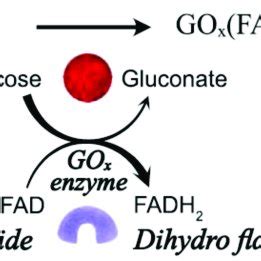 Mechanism for oxidation of glucose by glucose oxidase (GO x ) enzyme ...