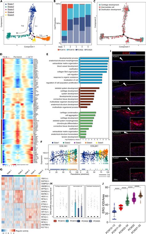 Temporal Transcriptome Features Identify Early Skeletal Commitment