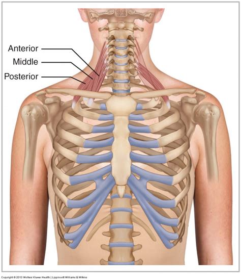 Scalene Group Learn Muscles