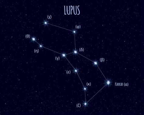 Lupus constellation Vector Art Stock Images | Depositphotos