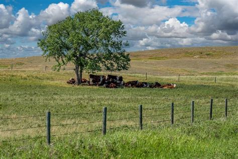 Una manada de ganado hereford descansando a la sombra de un árbol en un