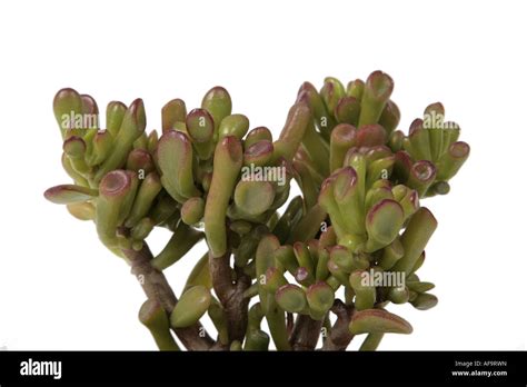 Jade Plant Arbre De Jade Crassula Ovata Usine Dollar Gollum