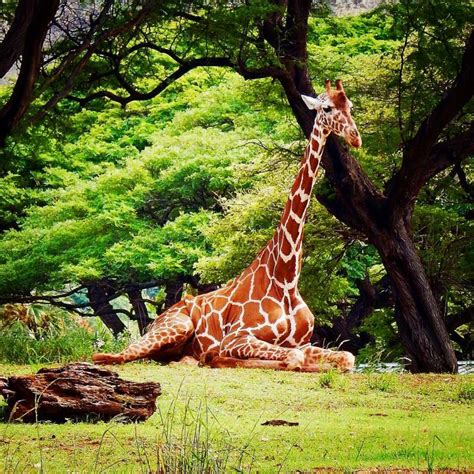 Honolulu Zoo - Hawaii on a Map