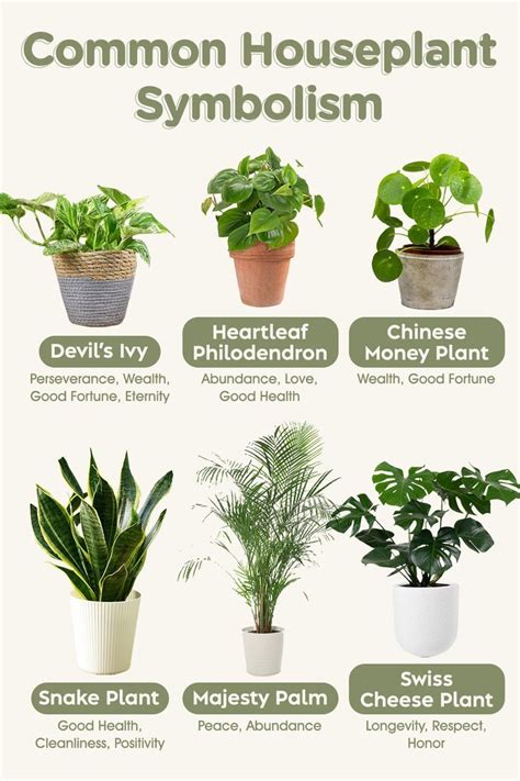 Common Houseplant Symbolism | Plants, Plant care houseplant, Growing plants indoors