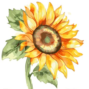 Acuarela Girasol Clipart Acuarela Girasol Ilustración Dibujos Animados