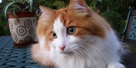 Gato Angora Turco - Wiki - Mascotas adopción