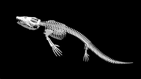 Mosasaurus Skeleton 3d model Low Poly AR 3d model - Team 3d Yard