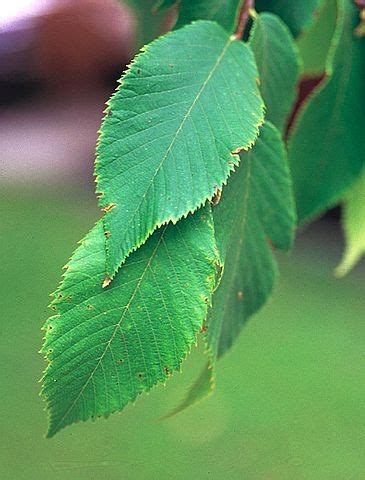 Ostrya virginiana (American Hop-hornbeam, Eastern Hop Hornbeam, Hop ...