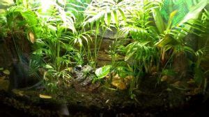 Dart Frog Habitat: Setup Guide & Ideas From Owners – Acuario Pets