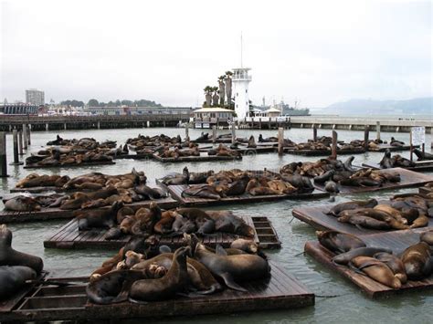 Seal family stock photo. Image of animals, wildlife, ocean - 26701868