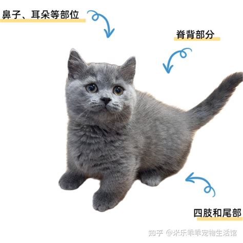 遇到猫藓怎么办？原因诊断预防治疗方案都在这 知乎