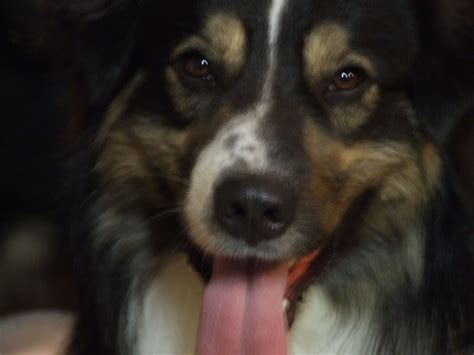 Husker Dog Breed