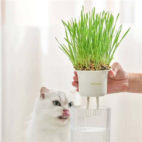 Michu Michu All In One Soil Free Cat Grass Grow Kit