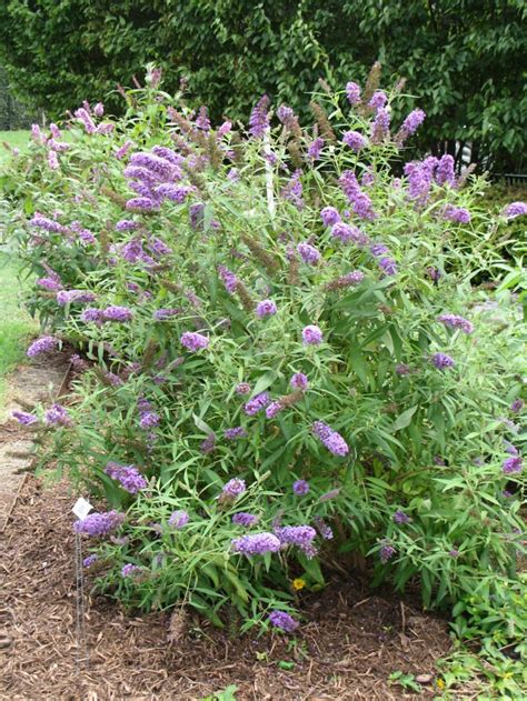 Butterfly Plants for the Garden - Roundtree Landscaping - Dallas, TX