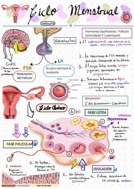 Ciclo Menstrual Y Ov Rico Dyana Udocz