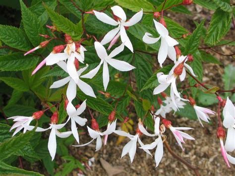 Gillenia trifoliata