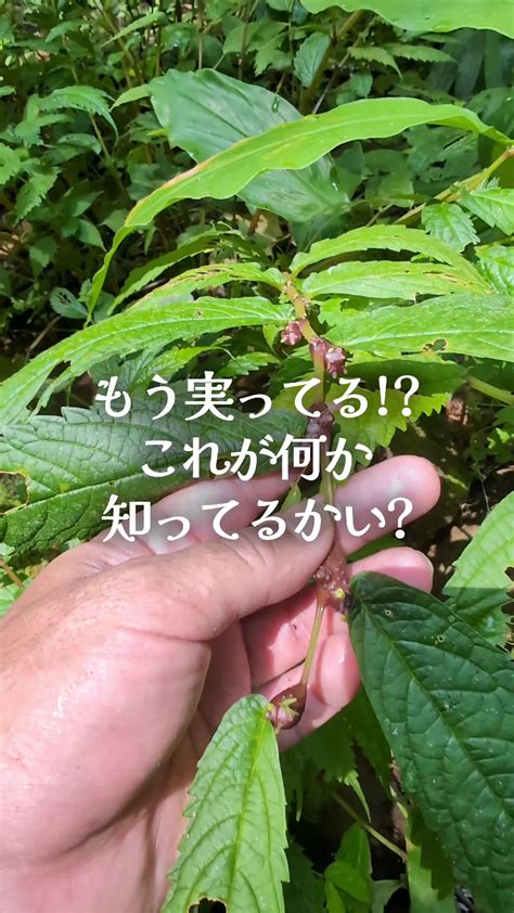 山菜ミズの見分け方と収穫情報 Tiktok