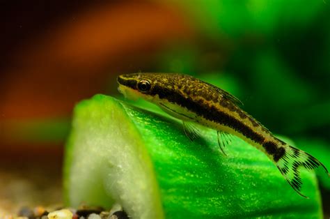 Otocinclus Vittatus • Fish Sheet