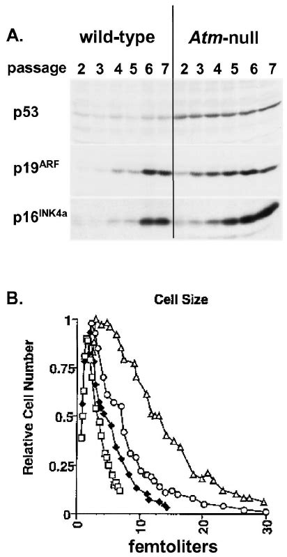 Premature Induction Of P P Arf And P Ink A And Increases In