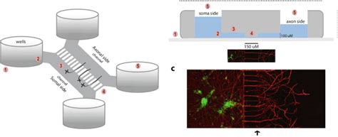 A And B Schematic Illustrations Of A Microfluidic Culture Chamber