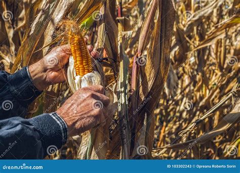 Man`s Hands Picking Corn On Field In Harvesting Autumn Season Stock