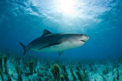 Tiger Shark Facts | Extreme Shark Facts!