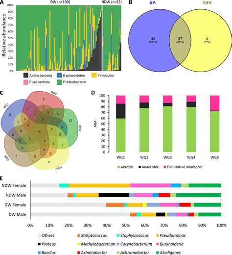 Microbial diversity and distribution across different cohorts. (A ... 