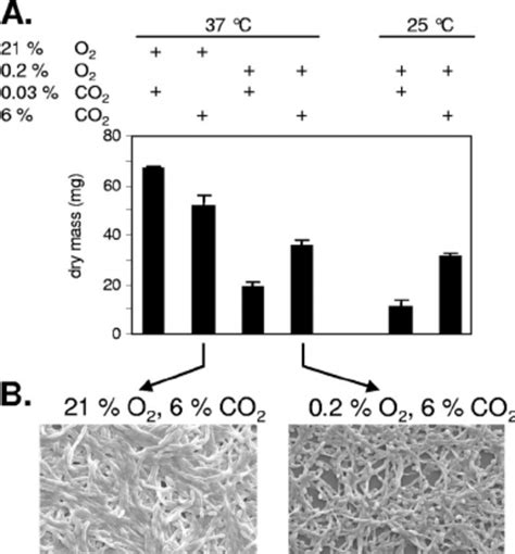 C Albicans Biofilm Formation In Polystyrene Cell Culture Wells A Download Scientific