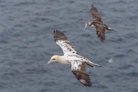 Northern Gannet | Audubon Field Guide