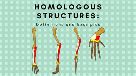 Homologous Structures Definition And Examples Science Trends