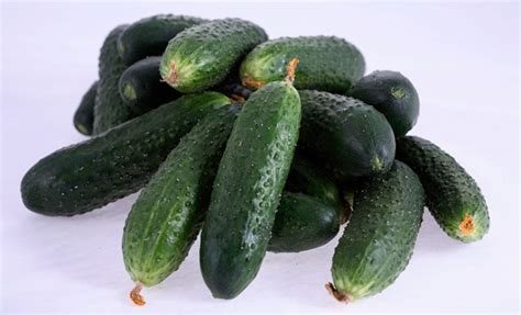 Огурец Спино F1: описание, урожайность сорта, отзывы, фото