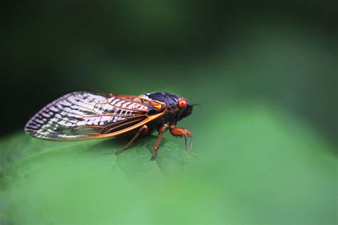 Billions Of Cicadas Will Emerge In The Us This Year In A Rare Double