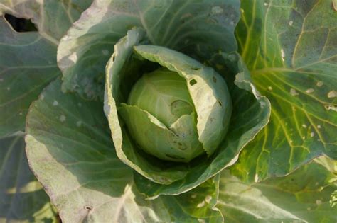 Col Caracter Sticas Usos Y Cultivo Huerto En Casa