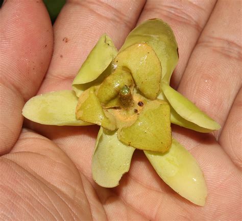 Uvaria Monticola Annonaceae Image At Phytoimages Siu Edu