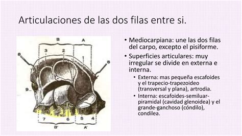 Anatomia Mano Y Mu Eca Peter Pptx