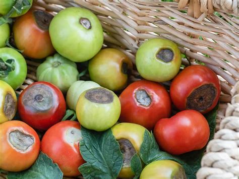 Blütenendfäule bei Tomaten bekämpfen Woran liegt Krankheit und was