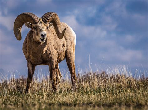 BIGHORN SHEEP - Rocky Mountain High Outfitters