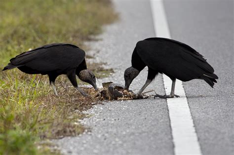 Turkey Vultures Merritt Island National Wildlife Refuge Fl Flickr