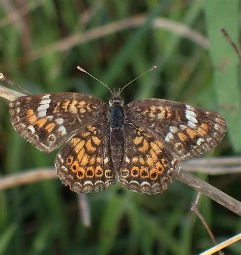 Phaon ? - Phyciodes phaon - BugGuide.Net 