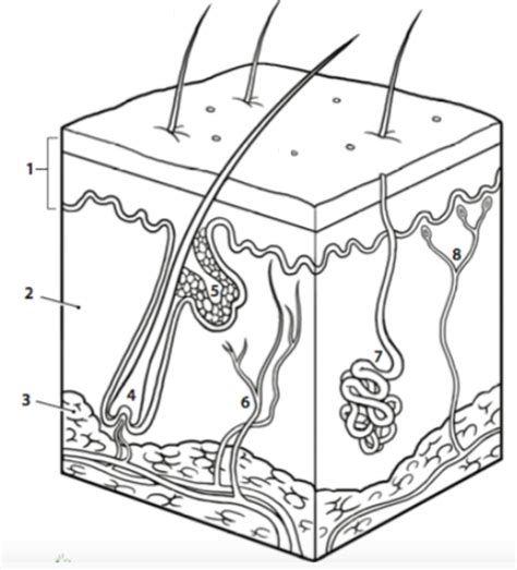 Integumentary System Diagram Quizlet