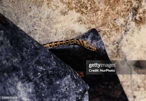 Colubrid Snake Photos and Premium High Res Pictures - Getty Images